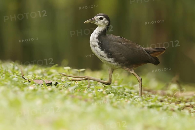 White-breasted Waterhen (Amaurornis phoenicurus), Singapore