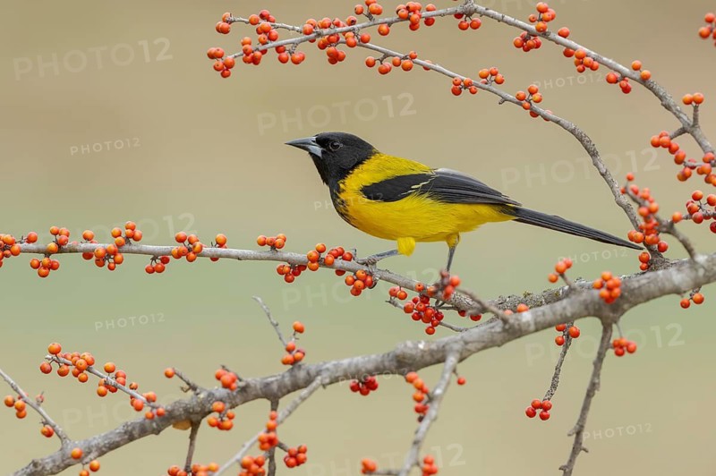 Audubon's Oriole (Icterus graduacauda) male perched on a branch, Texas, USA