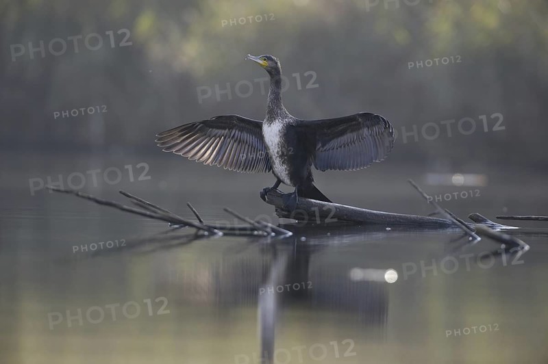 Great Cormorant (Phalacrocorax carbo), Saxony, Germany