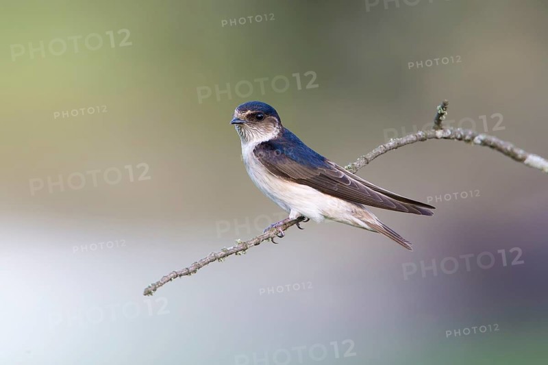 Tree Martin (Petrochelidon nigricans) perched on a twig, Victoria, Australia
