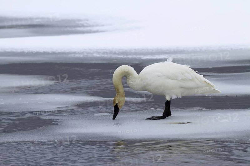 Trumpeter Swan (Cygnus buccinator), USA