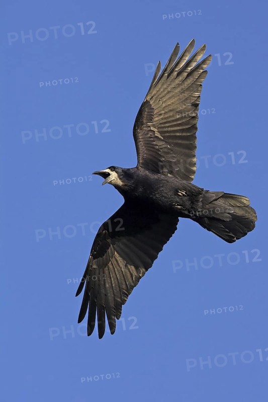 Rook (Corvus frugilegus) flying, Rhineland-Palatinate, Germany