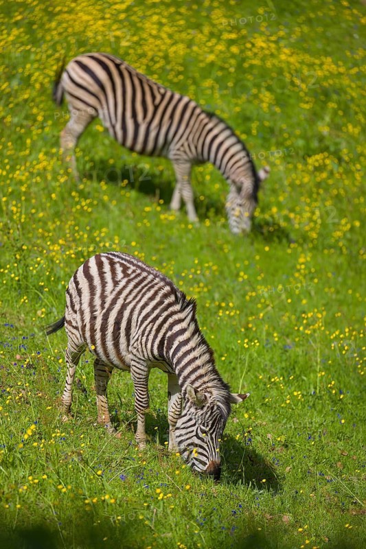 Chapman's zebra (Equus quagga chapmani) grazing on a yellow flowering meadow