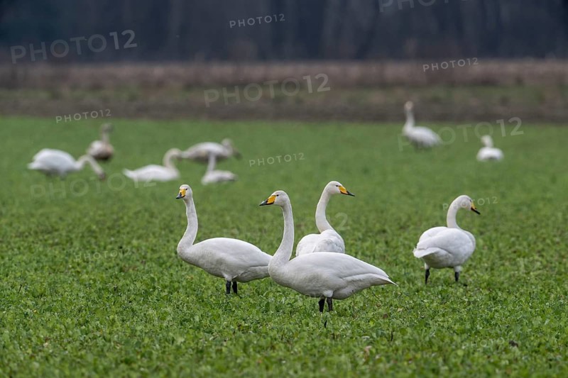 Whooper swans (Cygnus cygnus), Emsland, Lower Saxony, Germany