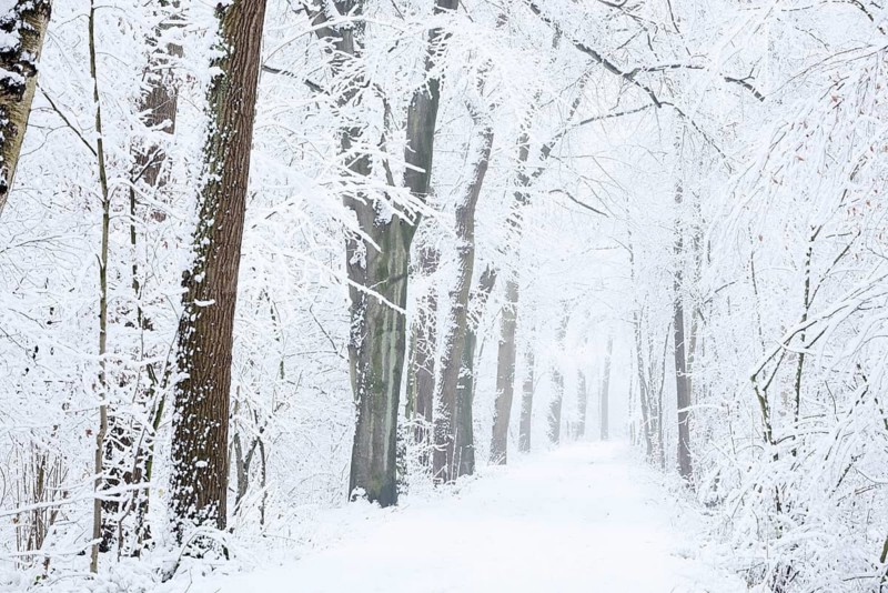 Snowy deciduous trees and forest trail in winter, North Rhine-Westphalia, Germany