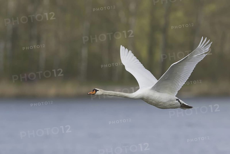Mute Swan (Cygnus olor) flying, Saxony, Germany