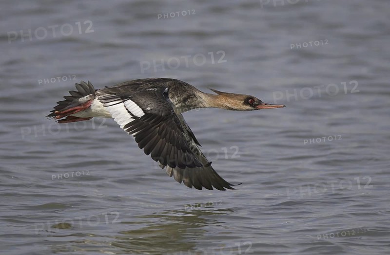 Red-breasted Merganser (Mergus serrator) female flying, Ohio, USA