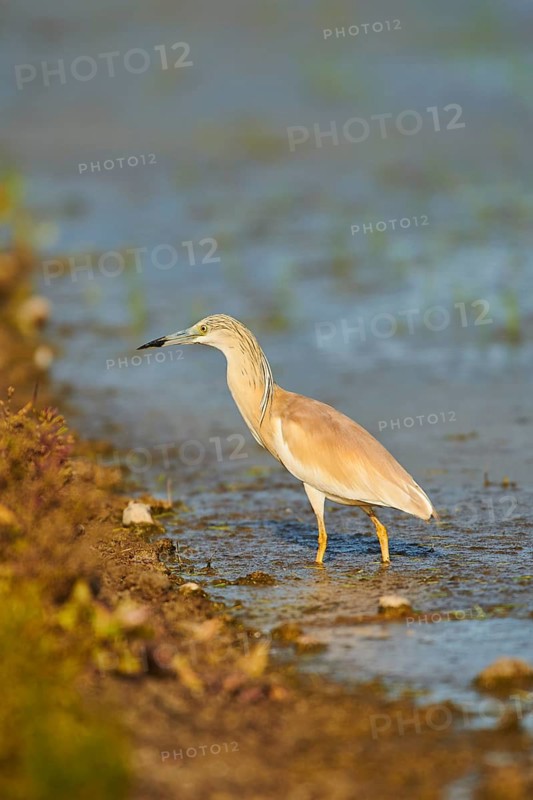 Squacco heron (Ardeola ralloides) in a paddy field, hunting, ebro delta, Catalonia, Spain