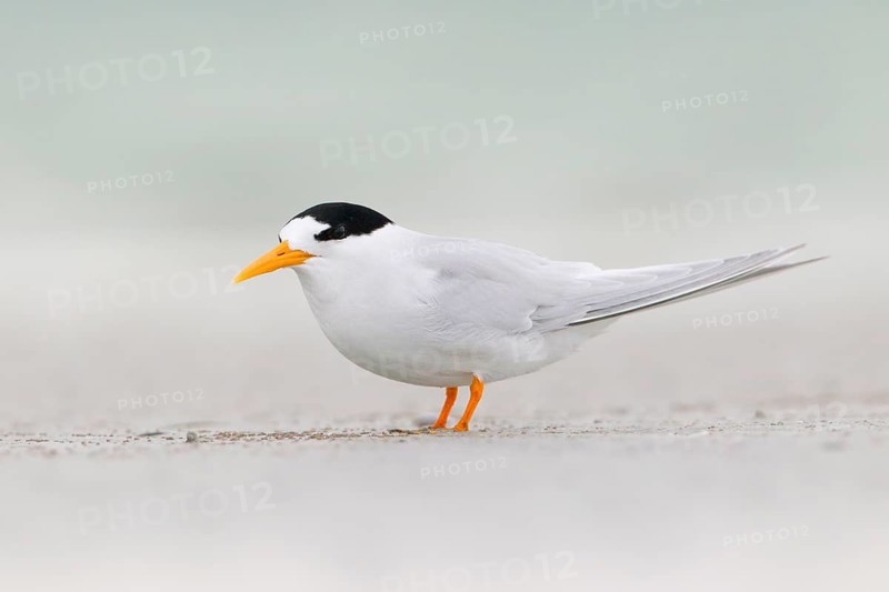Fairy Tern (Sternula nereis) calling, South Australia, Australia
