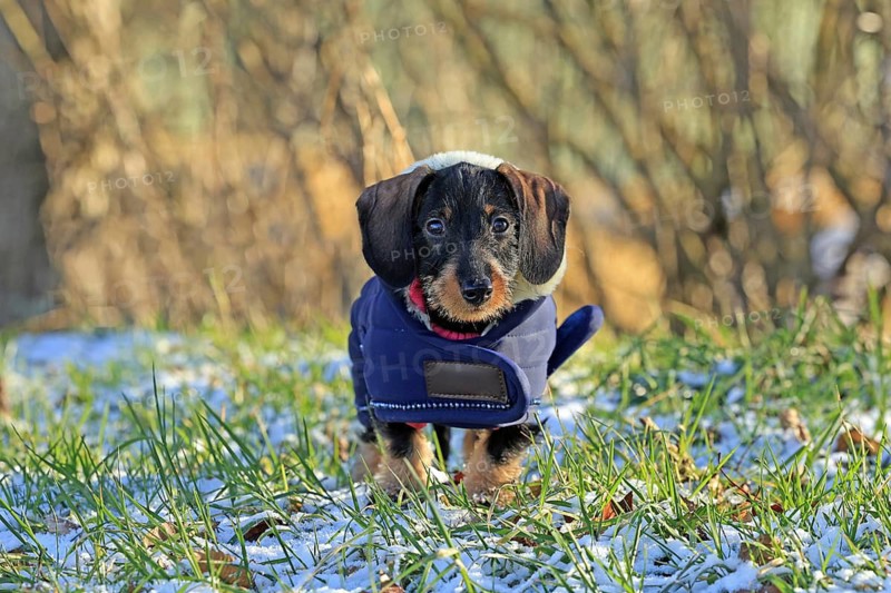 Wire-haired dachshund in winter coat, snow, young animal