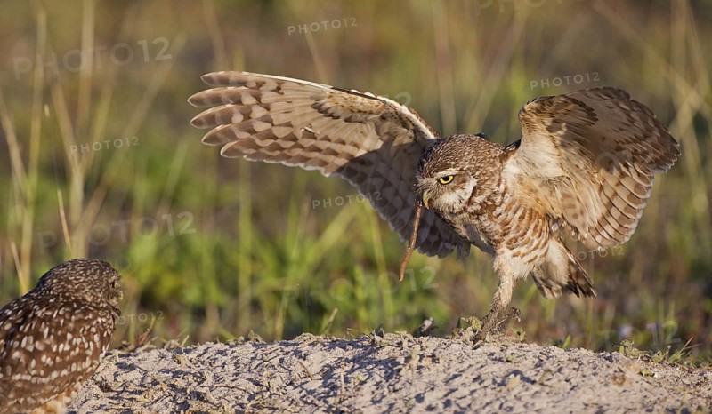 Burrowing Owl (Athene cunicularia) flying with a worm in its beak, Florida, USA