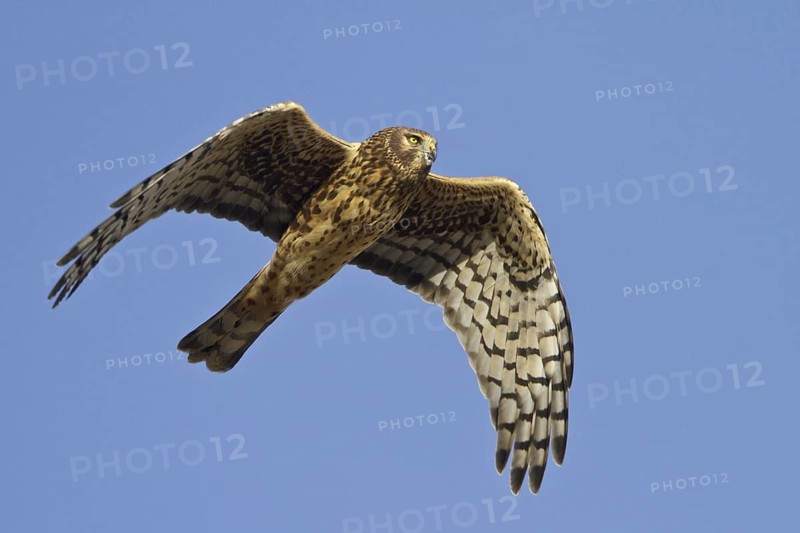 Northern Harrier (Circus hudsonius) female flying, New Mexico, USA