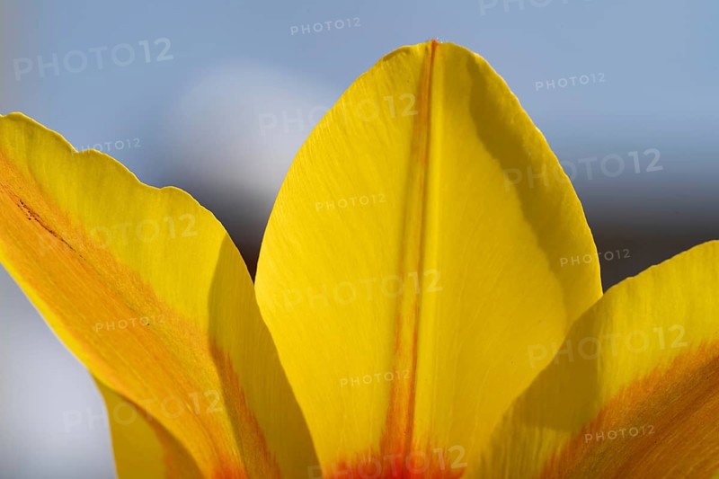 A stunning close-up of vibrant yellow tulip petals with hints of orange, set against a soft blurred background. The image captures the delicate texture and vivid color of the petals