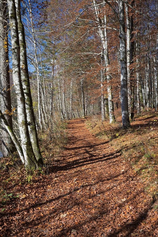 Walkway along the shore of Lake Almsee in autumn through a colored forest