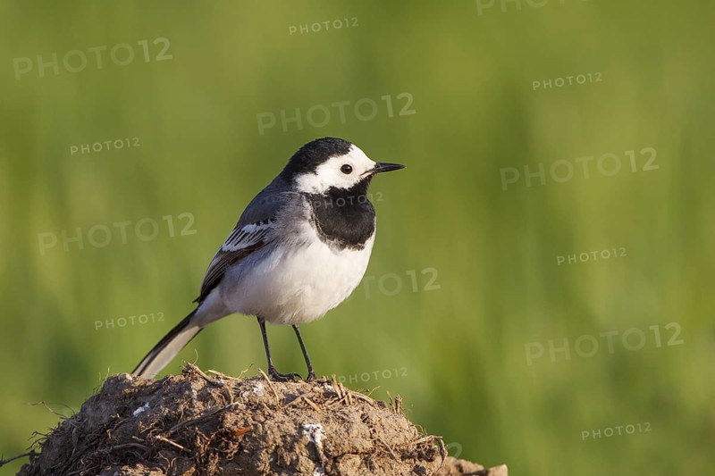 White Wagtail (Motacilla alba), North Rhine-Westphalia, Germany