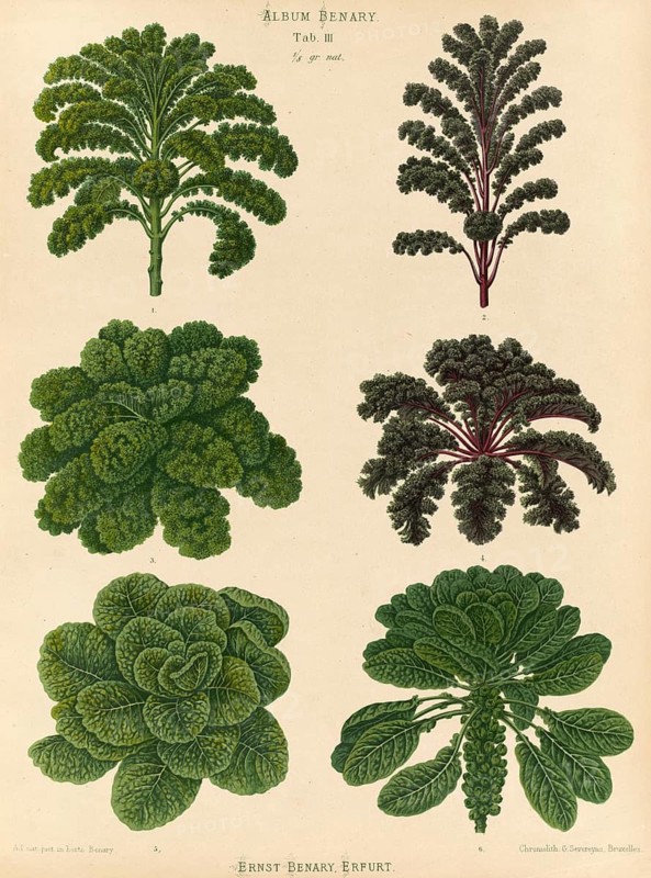 Vegetable, Kale, Brussels sprouts, after Ernst Samuel Benary (10 November 1819, 19 February 1893), Hessian horticulturalist, Historical, digitally restored reproduction from a 19th century original, Record date not stated