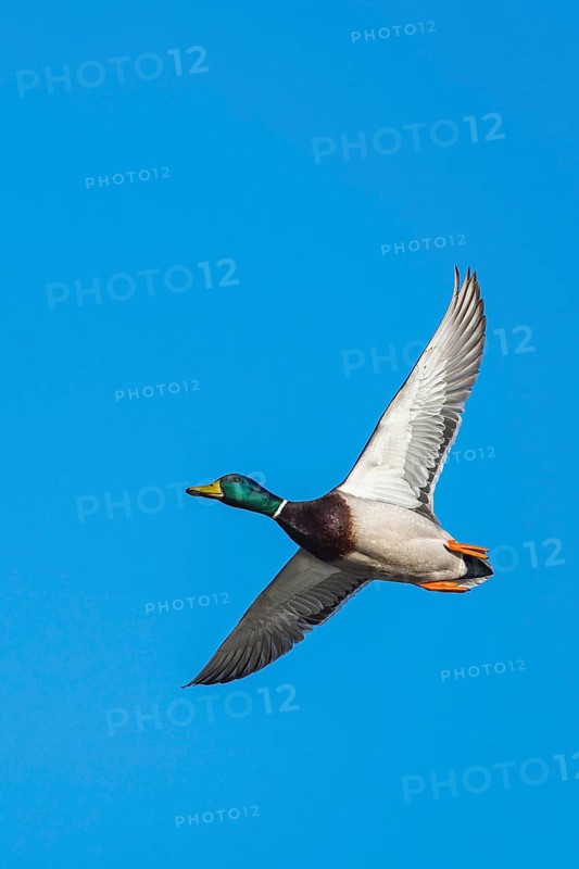 Mallard, Anas platyrhynchos, bird in flight over winter marshes