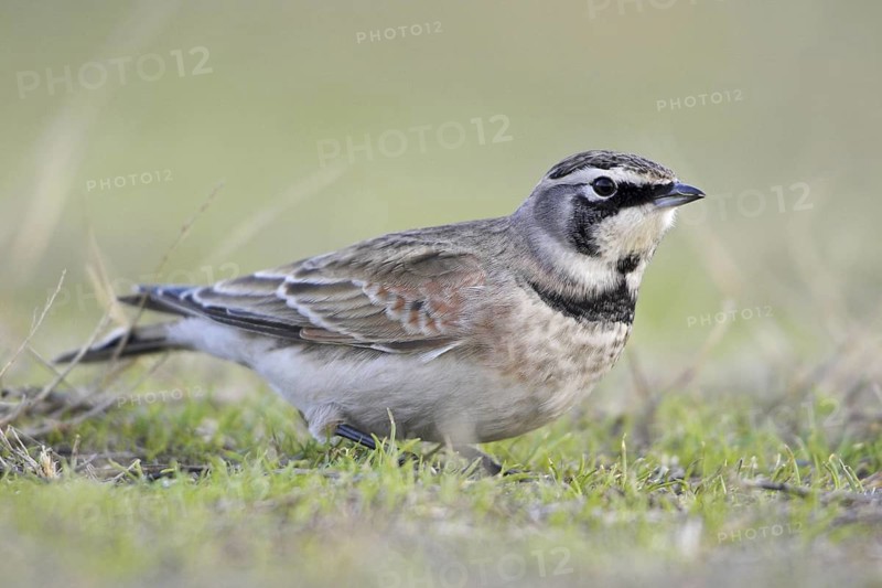 Horned Lark (Eremophila alpestris), British Columbia, Canada