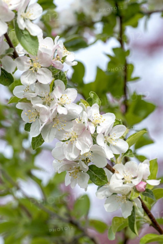 Ornamental apple (Malus 'Veitch's Scarlet'), Anchers Havecenter, Ditfurt, Saxony-Anhalt, Germany