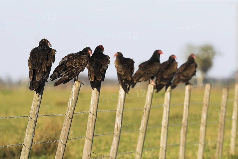 Turkey Vulture (Cathartes aura), Florida, USA