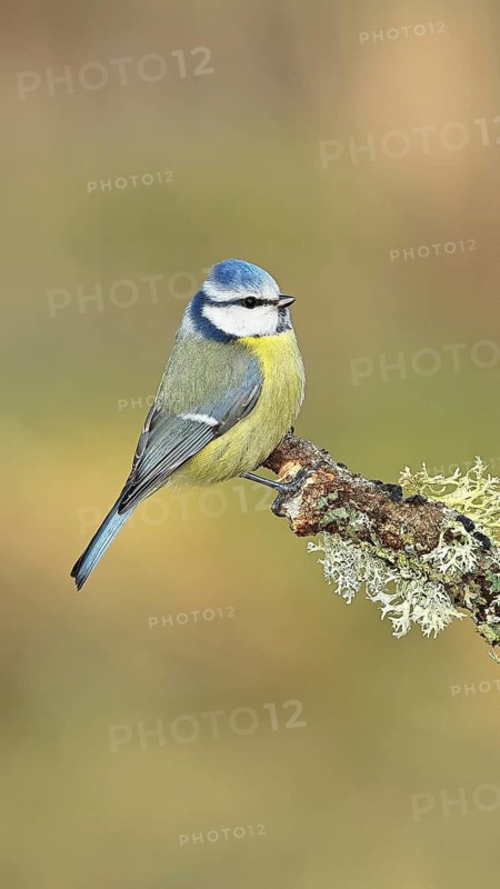 Blue tit (Parus caeruleus), sitting on a branch overgrown with reindeer lichen (Cladonia rangiferina), Wilnsdorf, North Rhine-Westphalia, Germany