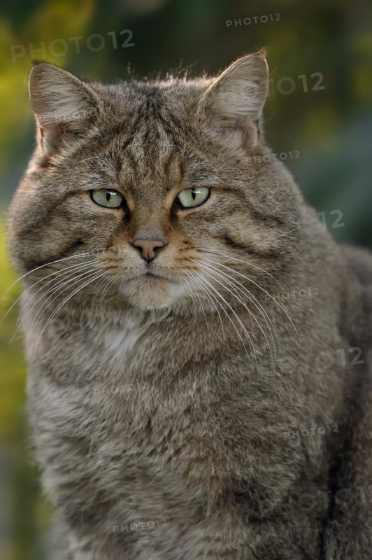 European wildcat (Felis silvestris silvestris), portrait, captive, North Rhine-Westphalia, Germany