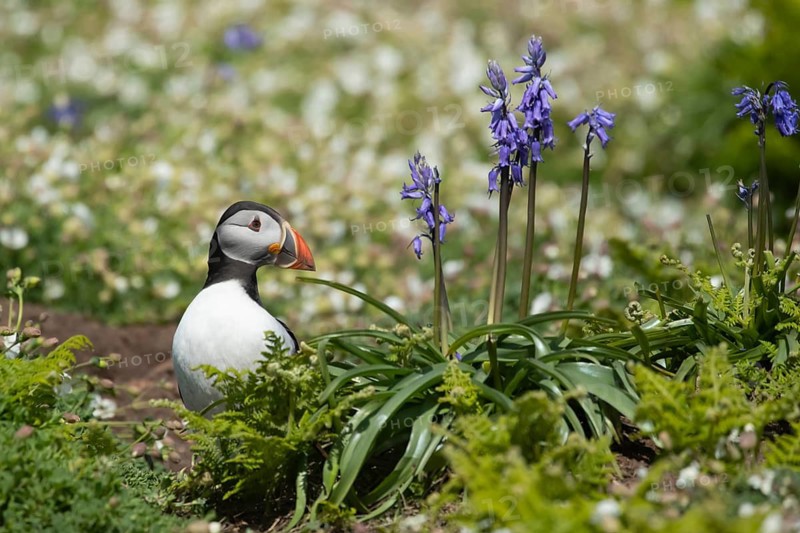Atlantic puffin (Fratercula arctica) adult auk seabird bird amongst flowering Sea campion and Bluebell flowers in summer, Skomer island, Wales, United Kingdom