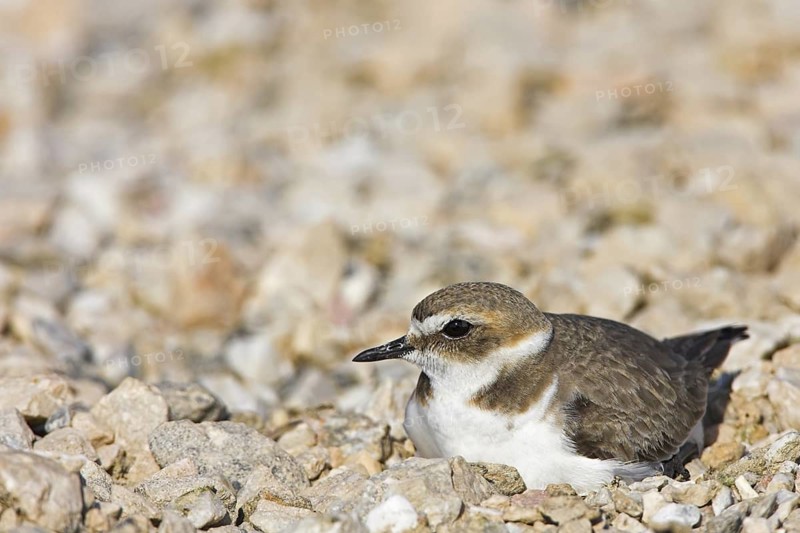 Kentish Plover (Charadrius alexandrinus), Lesvos, Greece