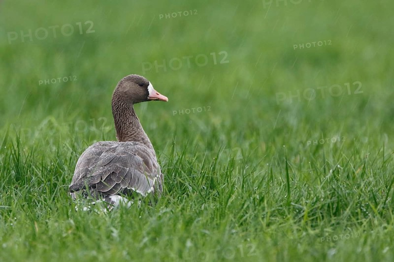 Greater White-fronted Goose (Anser albifrons), North Rhine-Westphalia, Germany