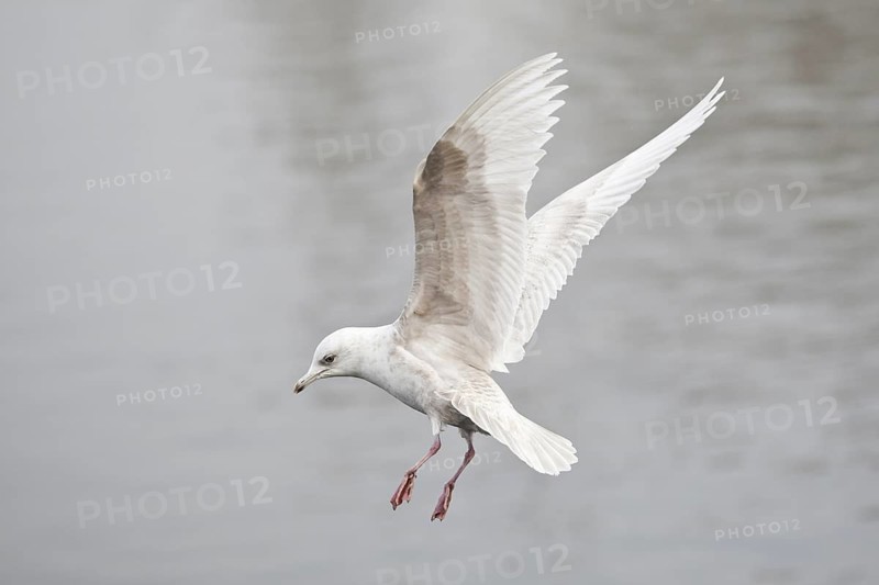 Iceland Gull (Larus glaucoides) juvenile flying, Lower Saxony, Germany