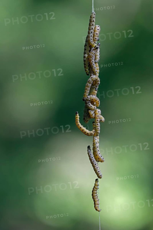 Caterpillars of the gypsy moth hanging on a spinning thread. Tiergarten Berlin, Germany