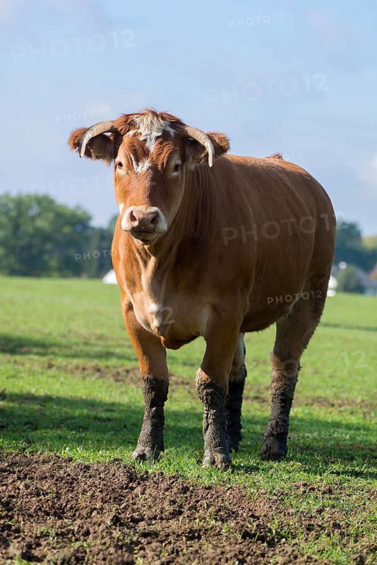 Buntscheck cow on the pasture, Franconia, Bavaria, Germany