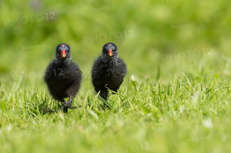 Moorhen (Gallinula chloropus) two juvenile baby birds walking on a grass lawn in summer, England, United Kingdom