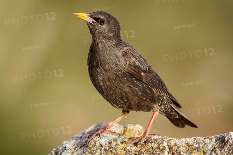 Spotless Starling (Sturnus unicolor) on a stone, Castile-La Mancha, Spain