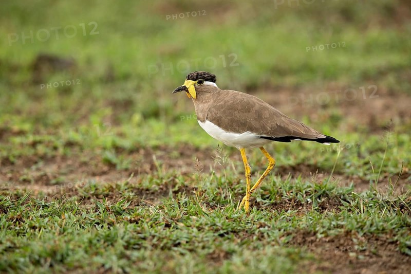 Yellow-wattled Lapwing (Vanellus malabaricus) perched on the ground, Udawalawe National Park, Sri Lanka