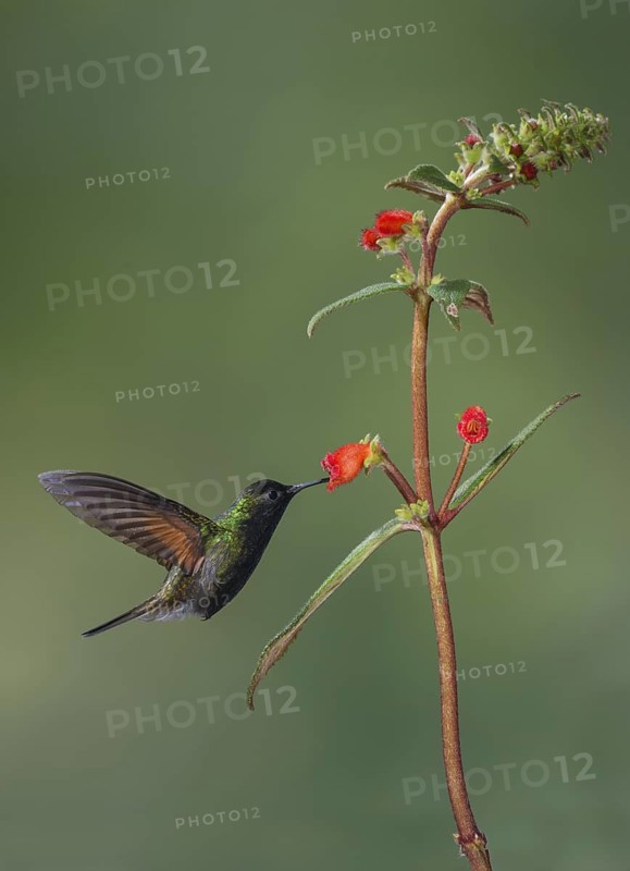Black-bellied Hummingbird (Eupherusa nigriventris), Costa Rica