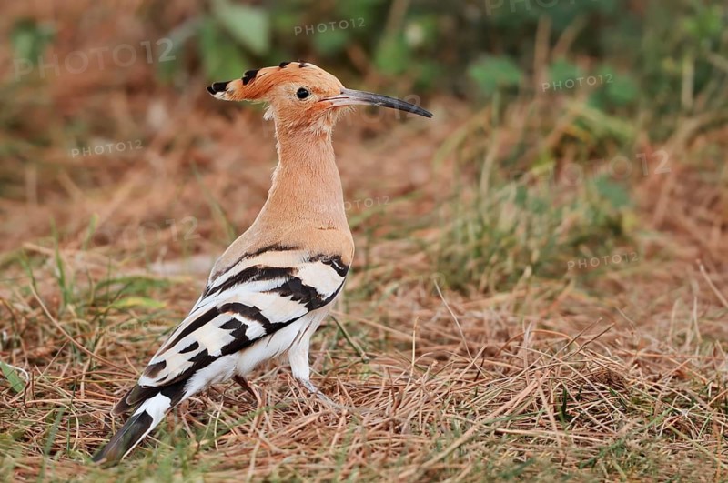 Hoopoe (Upupa epops), Algarve, Portugal