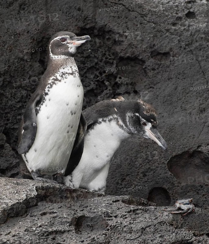 Galapagos Penguin (Spheniscus mendiculus) with juvenile, Galapagos, Ecuador