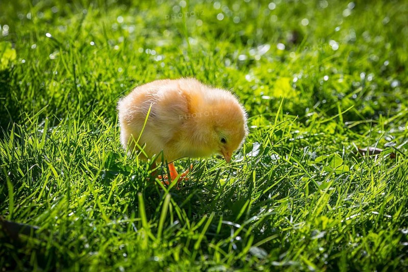 Chicks of domestic fowl (Gallus gallus domesticus) in the meadow