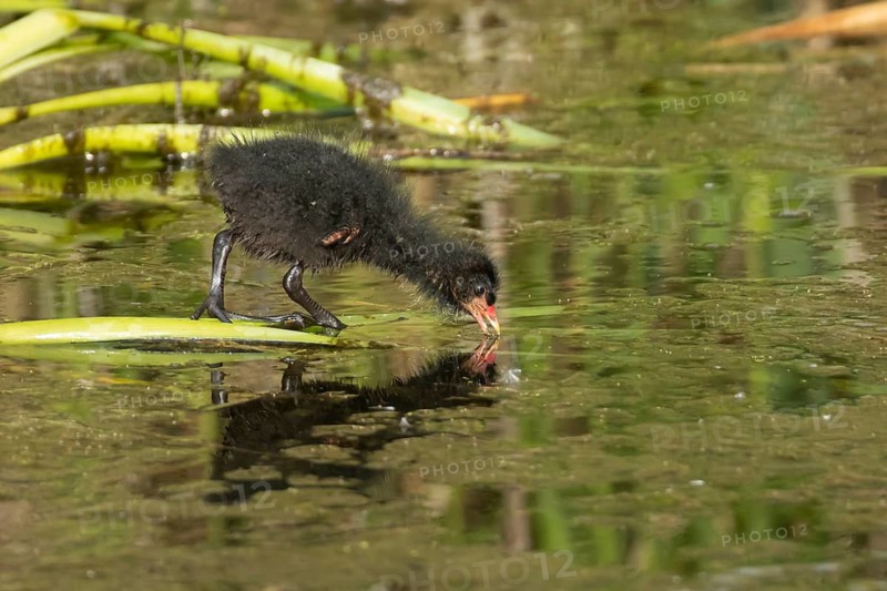 Moorhen (Gallinula chloropus) juvenile baby bird searching for food on a pond, RSPB Titchwell nature reserve, Norfolk, England, United Kingdom