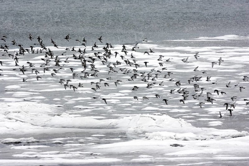 Rock Sandpiper Calidris ptilocnemis Homer, Alaska, United States 25 February Adults in winter plumage. Part of a flock flying over ice at the edge of Kachamak Bay. SCOLOPACIDAE