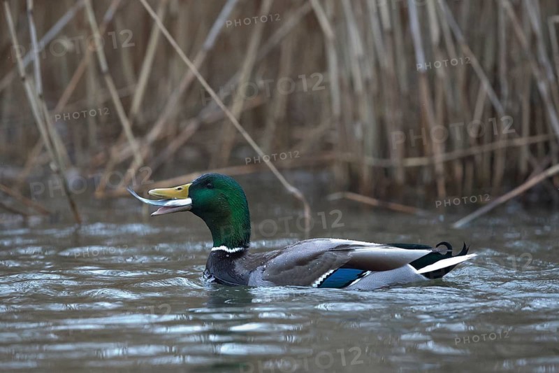Mallard (Anas platyrhynchos) male eating fish, Mecklenburg-Western Pomerania, Germany