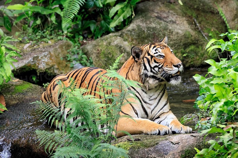 Malaysia tiger (Panthera tigris jacksoni), adult, portrait, sitting, alert, Malaysia, Southeast Asia