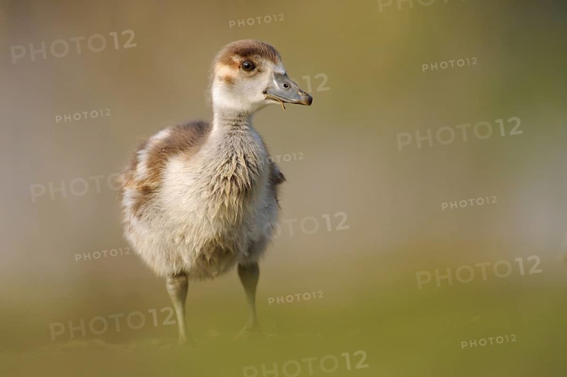 Egyptian Goose (Alopochen aegyptiaca) juvenile, North Rhine-Westphalia, Germany