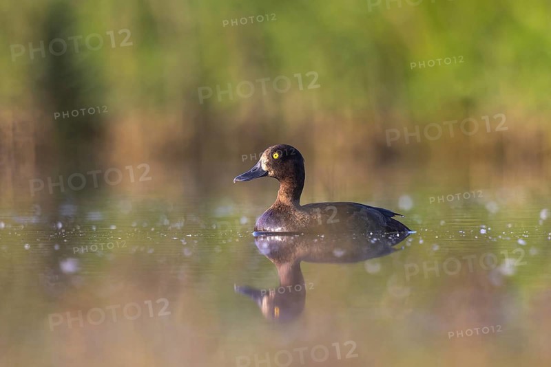 Tufted Duck (Aythya fuligula) female, North Rhine-Westphalia, Germany