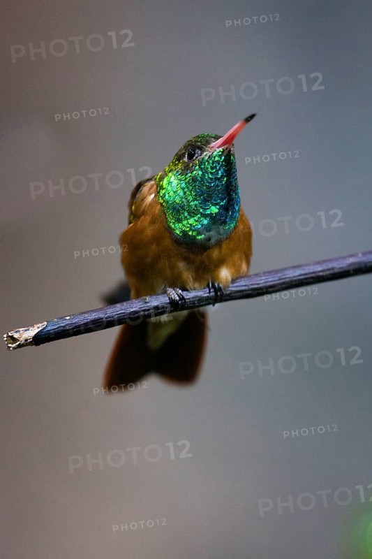 Buff-bellied Humming bird (Amazillia yucatanensis), adult male, showing its brilliant iridescent throat feathers, captive, Germany
