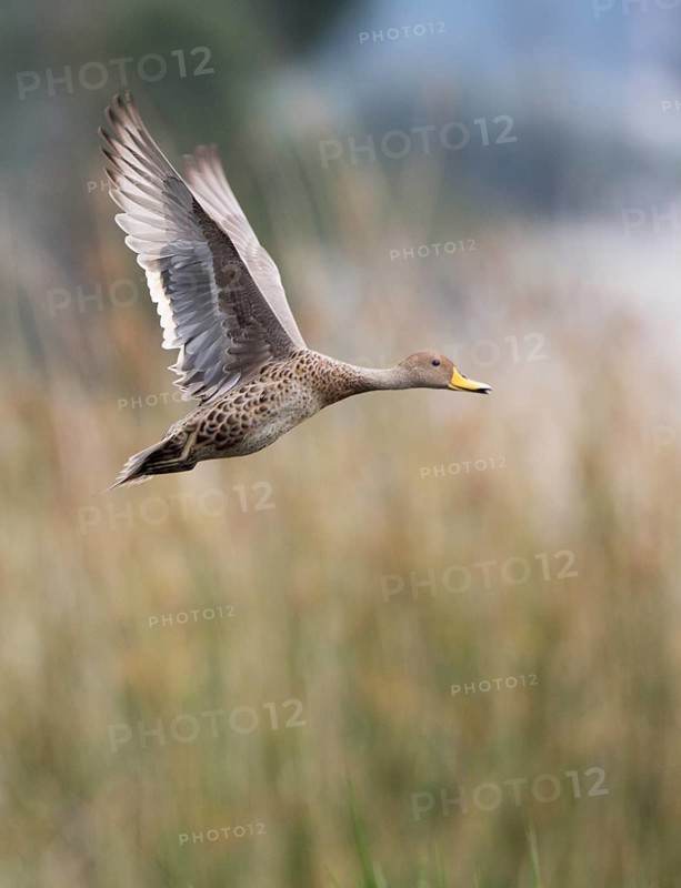 Yellow-billed Pintail (Anas georgica) flying, Imbabura, Ecuador