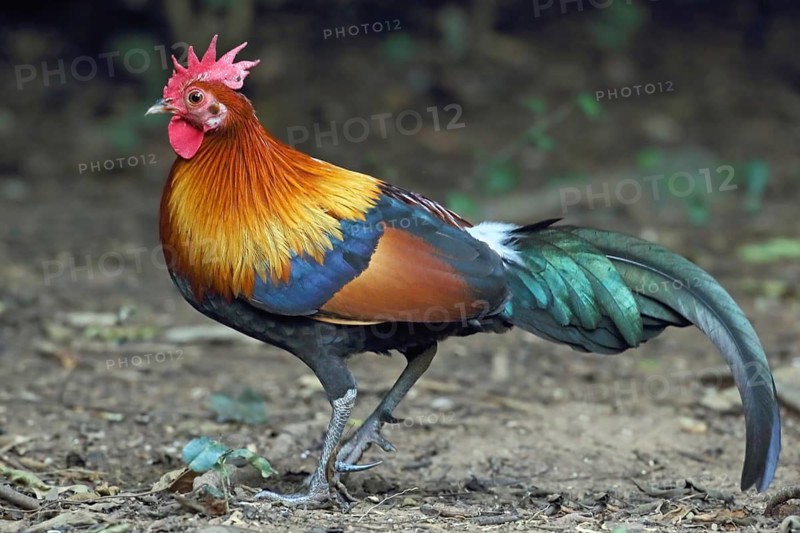 Red Junglefowl (Gallus gallus) male, Thailand