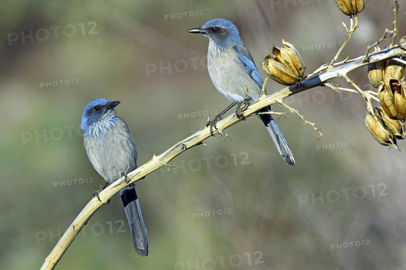 Woodhouse’s Scrub-Jay Aphelocoma woodhouseii Tucson, Pima County, Arizona, United States 12 March Adults on Soaptree Yucca flower stalk Corvidae Formerly Western Scrub-Jay (Aphelocoma californica nevadae)