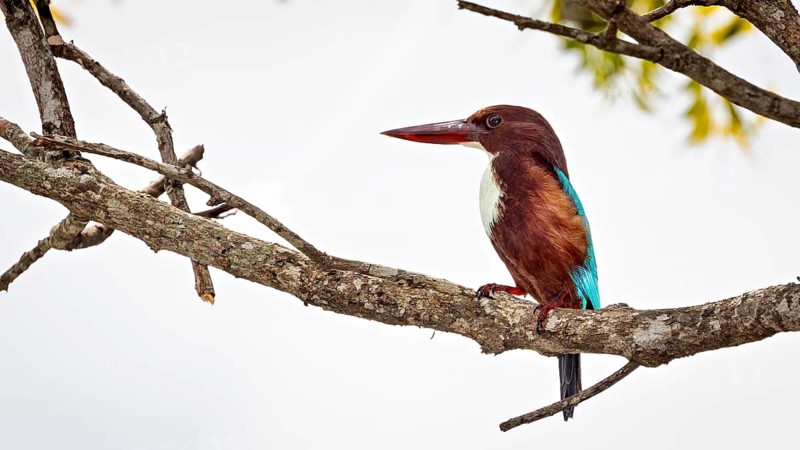 A kingfisher sits attentively on a branch in front of a clear sky, brown kingfisher also called white-throated kingfisher near Sigiriya in Sri Lanka (Halcyon smyrnensis)